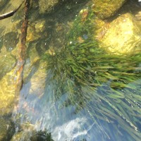 Vallisneria spiralis L.